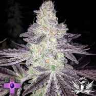 Gage Green Seeds Mendo Breath F2